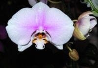 Photo of Orchid