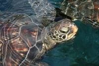 Photo of sea turtle in water
