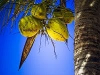 Photo of coconut in tree