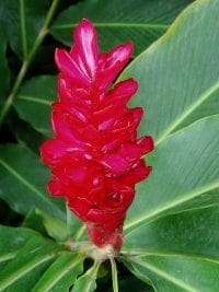 Photo of tropical flower