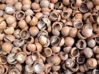 Photo of macadamia nut shells