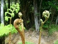 Photo of large plant in forest