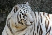 Photo of white tiger