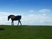 Photo of horse